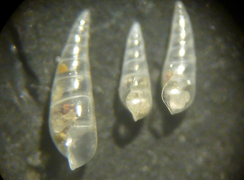 Eulimidi da determinare